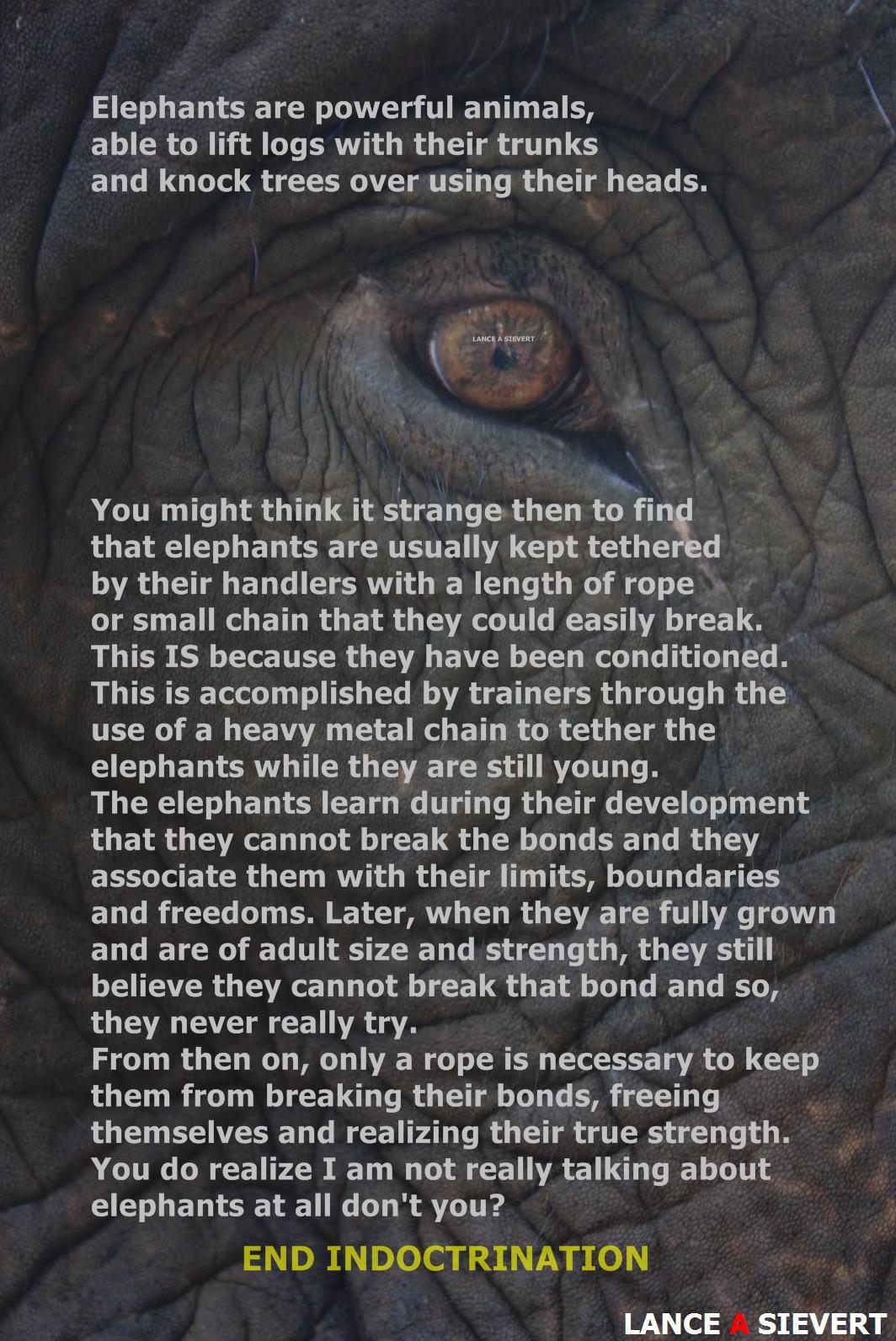 elephants are powerful animals - Elephants are powerful animals, able to lift logs with their trunks and knock trees over using their heads. Lance A Sievert You might think it strange then to find that elephants are usually kept tethered by their handlers