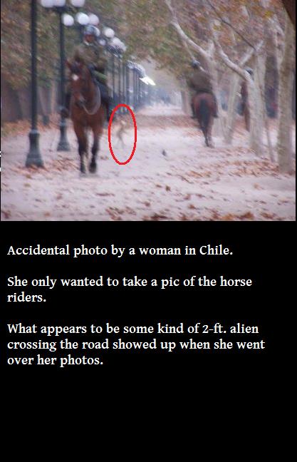 harry potter memes clean - Accidental photo by a woman in Chile. She only wanted to take a pic of the horse riders. What appears to be some kind of 2ft. alien crossing the road showed up when she went over her photos.