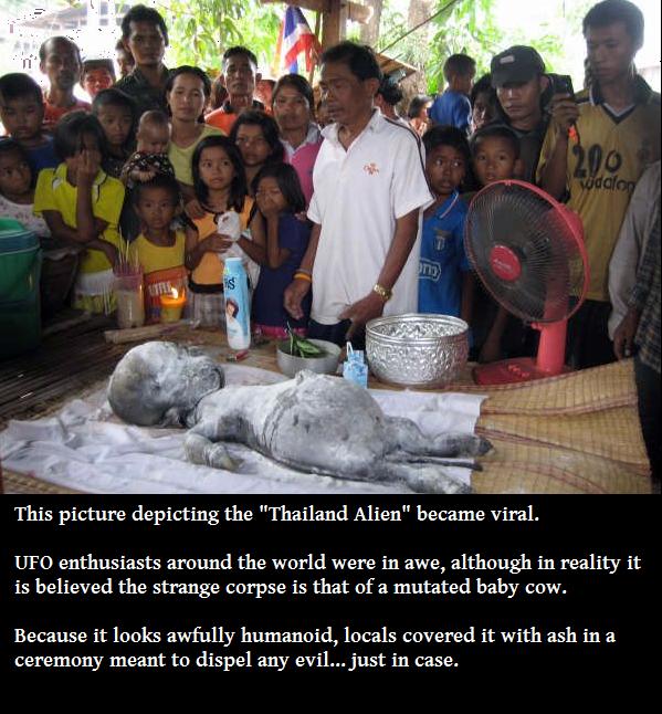 buffalo give birth baby human - n 200 wodalo Is This picture depicting the "Thailand Alien" became viral. Ufo enthusiasts around the world were in awe, although in reality it is believed the strange corpse is that of a mutated baby cow. Because it looks a