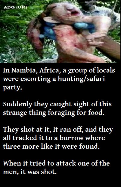 fauna - Adg Uk In Nambia, Africa, a group of locals were escorting a huntingsafari party. Suddenly they caught sight of this strange thing foraging for food. They shot at it, it ran off, and they all tracked it to a burrow where three more it were found. 