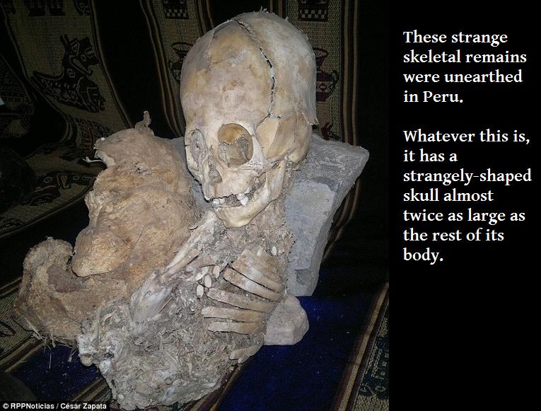 peru coneheads museum - These strange skeletal remains were unearthed in Peru. geret Whatever this is it has a strangelyshaped skull almost twice as large as the rest of its body. RPPNoticias Csar Zapata