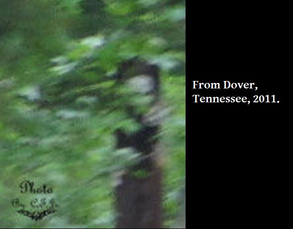 nature - From Dover, Tennessee, 2011. Note es