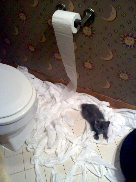 Cute Cats - cat and toilet paper