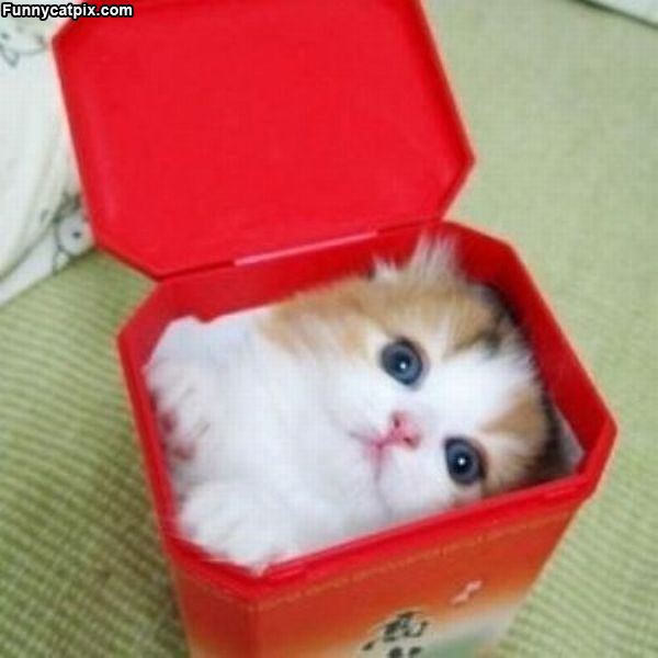 Cute Cat lol cats - Funnycatpix.com