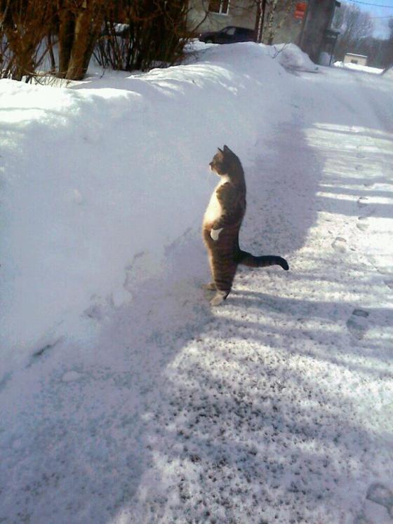 Cute Cats - cat standing up in snow