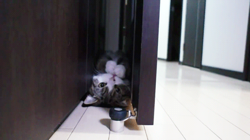Cute Cat hiding in corner gif