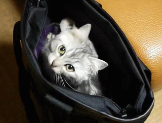 Cute Cat gif in bag turning head