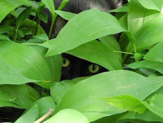 Cute Cat stealthy