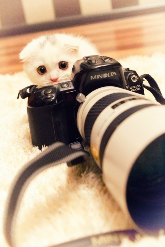 Cute Cat cute animal with camera