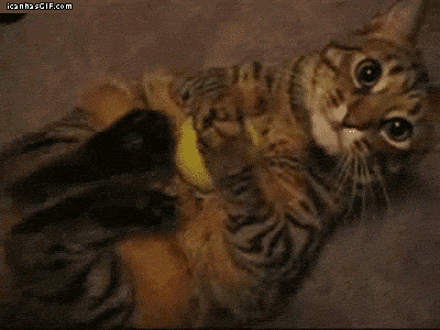 Cute Cat cat playing with ball gif - icanhasGIF.com