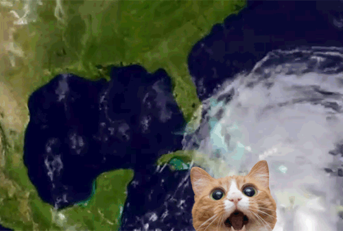Cute Cat hurricane gifs