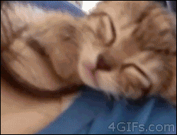 Cute Cat gif kitten falling asleep - 4 GIFs.com