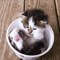 Cute Cat kitten in a cup gif