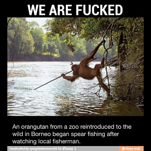 orangutan fishing with a spear - We Are Fucked An orangutan from a zoo reintroduced to the wild in Borneo began spear fishing after watching local fisherman. Handcrafted by spongebobmemes485 for iFunny ifunny.mobi