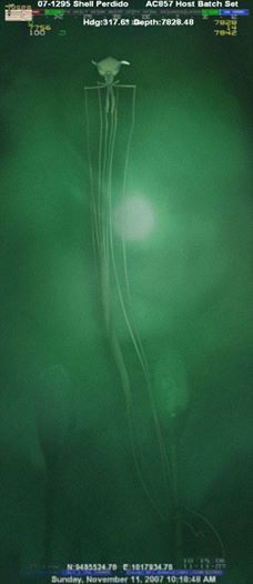 This is called a bigfin squid, and its photo was captured over 750 ft. below the Gulf of Mexico.