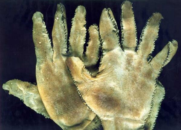 Serial killer Ed Gein's real skin gloves.