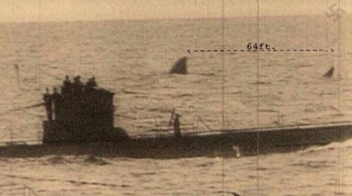 This photo is from the 40's, and shows what some claim to be the extinct Megalodon surfacing near a U-boat.