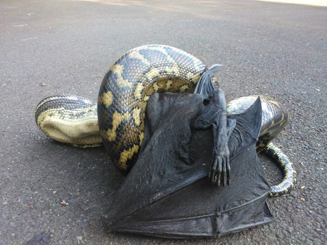 A snake eating a bat.