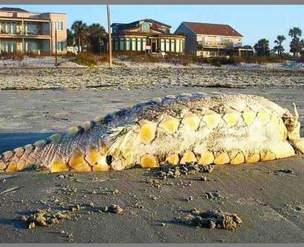 Another mysterious beach creature that washed ashore--this one at Folly Beach, SC. It still hasn't been identified. It's over 10 ft. long and sports bony spikes along its torso.