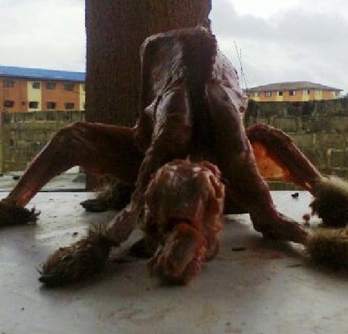 This is supposedly a creature caught and killed on campus at Madonna University at Okada. It's sworn real and students believe it signifies the "End Times".