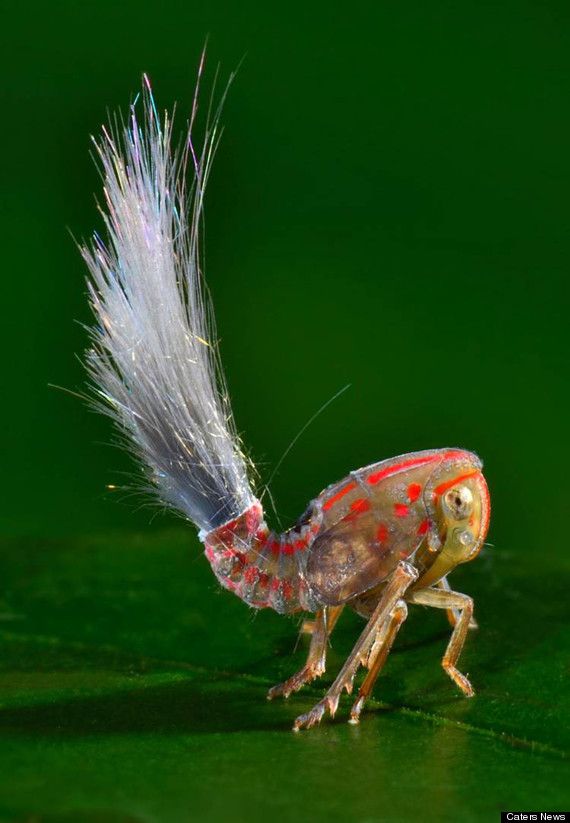 This is an as-of-yet unidentified planthopper found in the Suriname Rainforest last year during an expedition. 60 new species were discovered, with this one being only 5 mm long. So far it's been studied that the wispy hairs are actually waxy secretions from the abdomen.