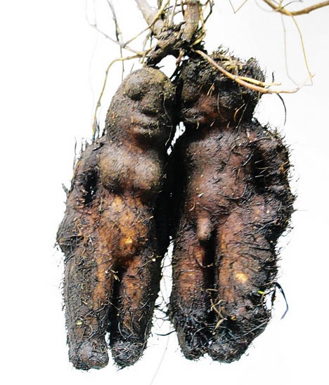 Real photo of the tuber roots of a Fleeceflower plant.