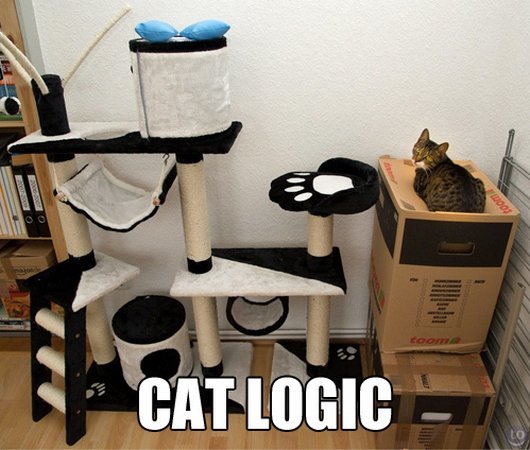 cat prefers the box - Cat Logic