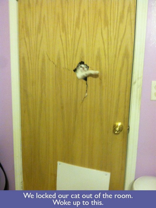 you go to the bathroom without your cat - We locked our cat out of the room. Woke up to this.