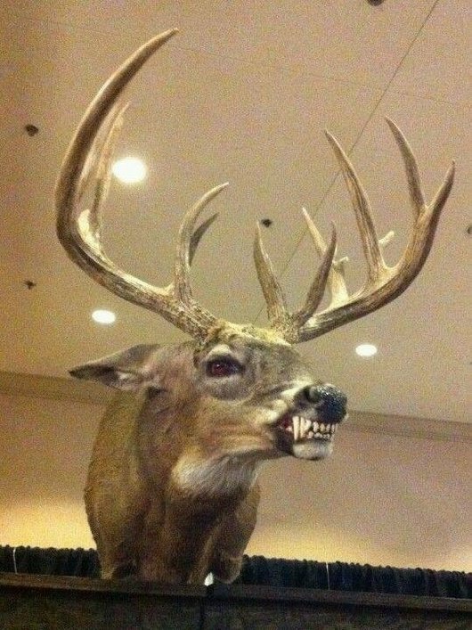 deer mount with wolf teeth