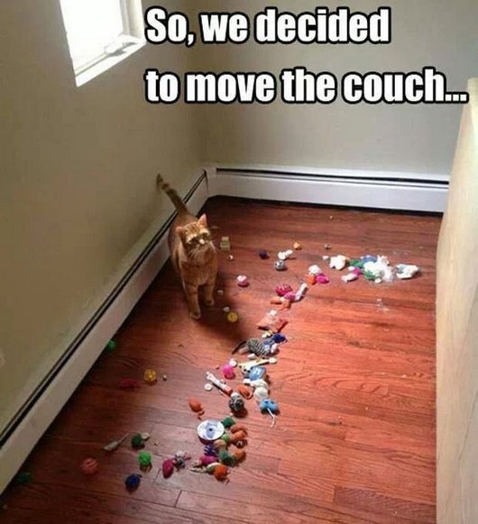 funny cat toy - So, we decided to move the couch...