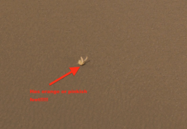 NASA apparently has a video of this thing on Mars moving, then suddenly disappearing. The video is classified, but a gif can be seen of the "bunny ear" waving on their site. UFOlogists claim it's obviously a life form but now NASA is stating it's "just equipment".