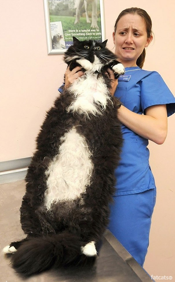 20 Insanely Huge Cats
