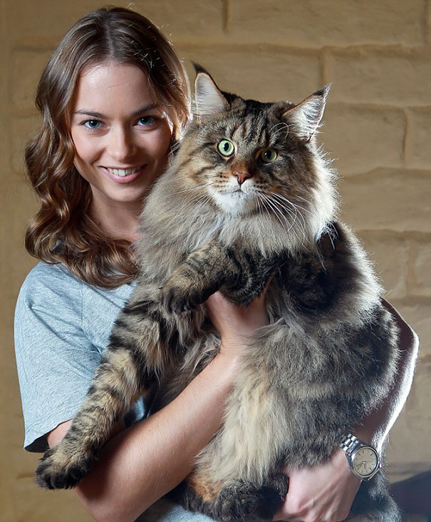 20 Insanely Huge Cats