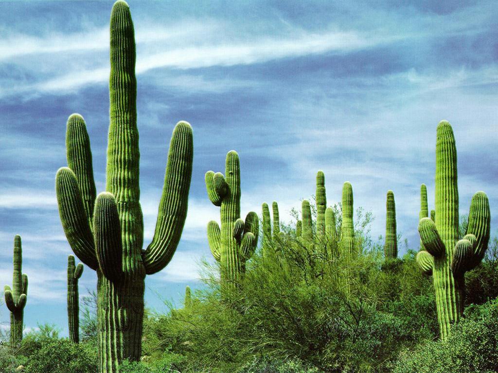 Cutting down a cactus will net you a prison term of up to 25 years. (southwest)