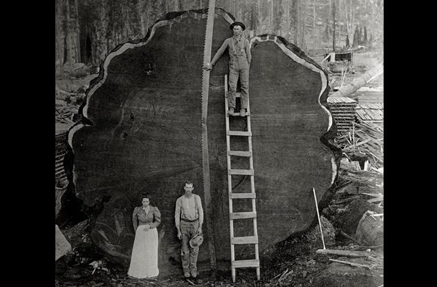 redwood loggers