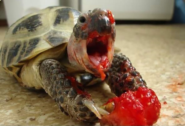 Animals Eating Berries Looks Horrific