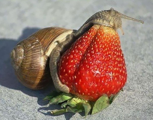 Animals Eating Berries Looks Horrific