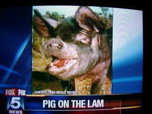 funny frames in tv - Fox Fox 5 Satile Bat Ikuso Pig On The Lam News
