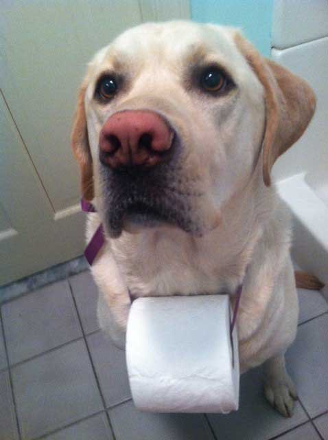 Funny Toilet Paper Moments