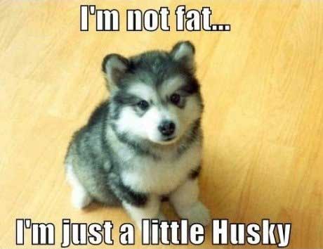 dogs puns - I'm not fat. l'un just a little Husky
