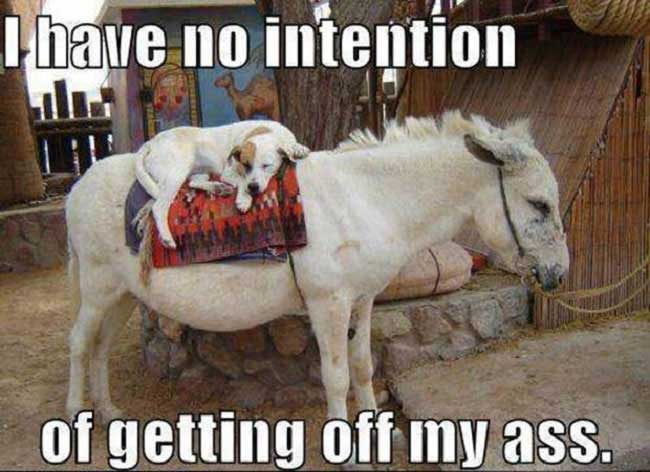 funny dogs - I have no intention of getting off my ass.