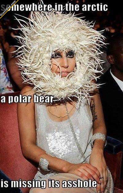 funny lady gaga - somewhere in the arctic a polar bear is missing its asshole