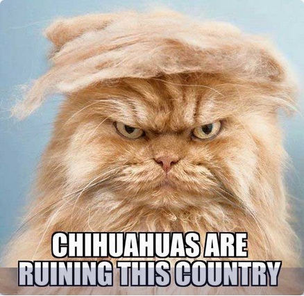Trump meme about him as a cat wanting to get rid of Mexican dogs