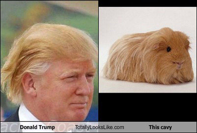 Trump meme comparing him to a guinea pig