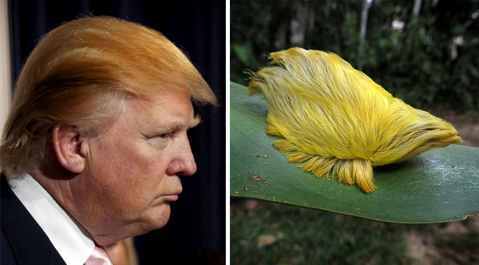 Trump meme comparing his hair to a caterpillar