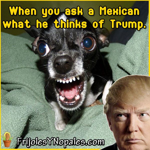 trump meme of best dog - When you ask a Mexican what he thinks of Trump. FrijolesyNopales.com