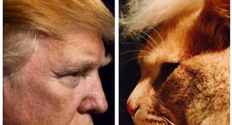 trump meme of cat that looks like donald trump