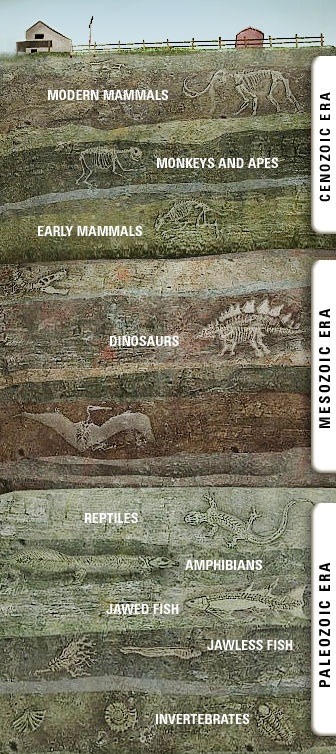 fossils in rock layers - Modern Mami Ials Cenozoic Era Monkeys And Apes Early Mammals Dinosaurs Mesozoic Era El Reptiles Reptiles Amphibians Awed Fish Paleozoic Era Jawless Fish Invertebrates