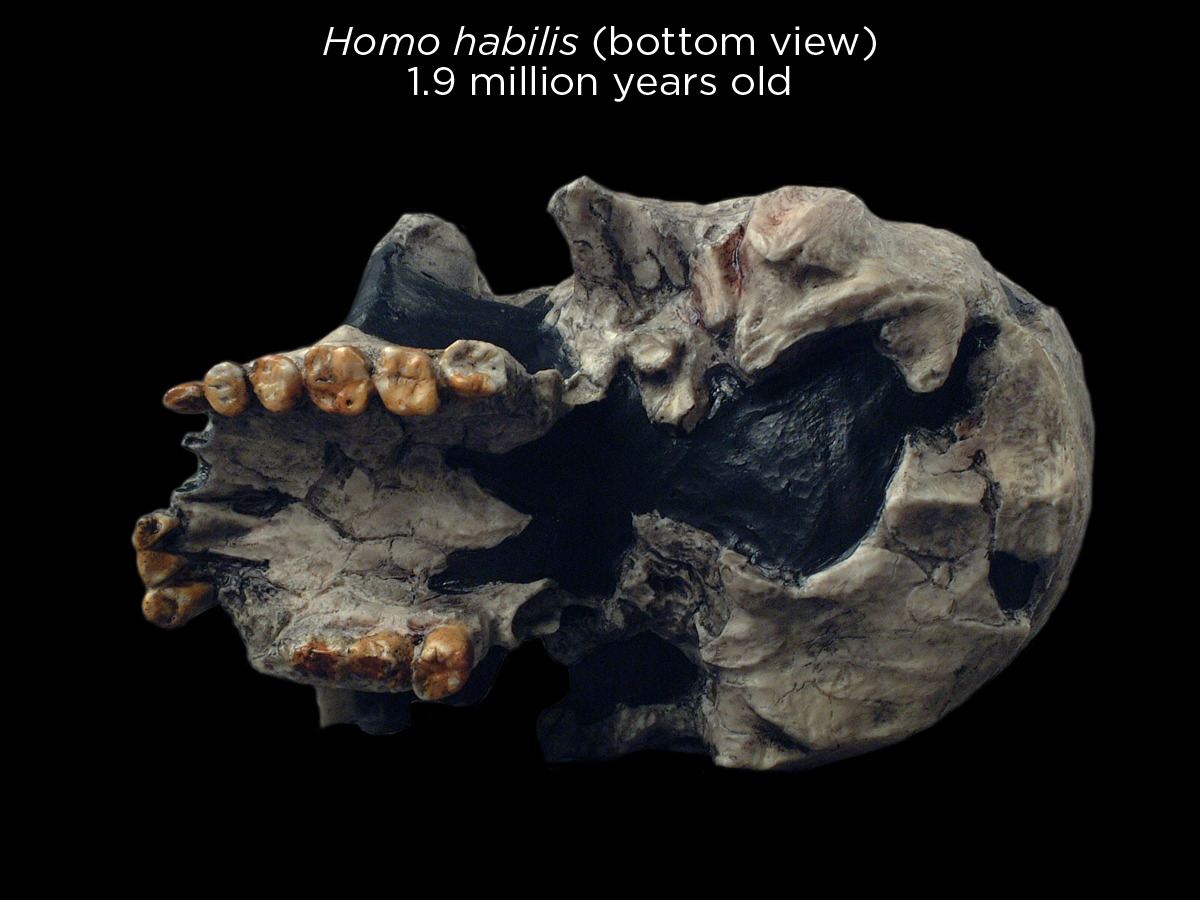 jaw - Homo habilis bottom view '1.9 million years old