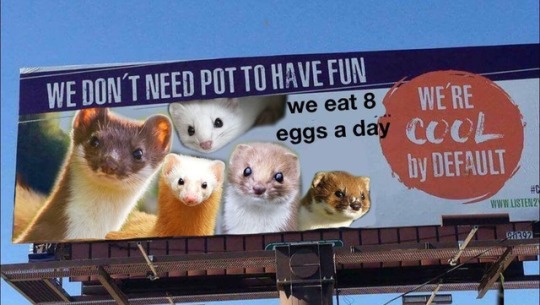 we don t need to have fun billboard - We Don'T Need Pot To Have Fun we eat 8 We'Re eggs a day Cool by Default Www Listenz W2 Tttttt
